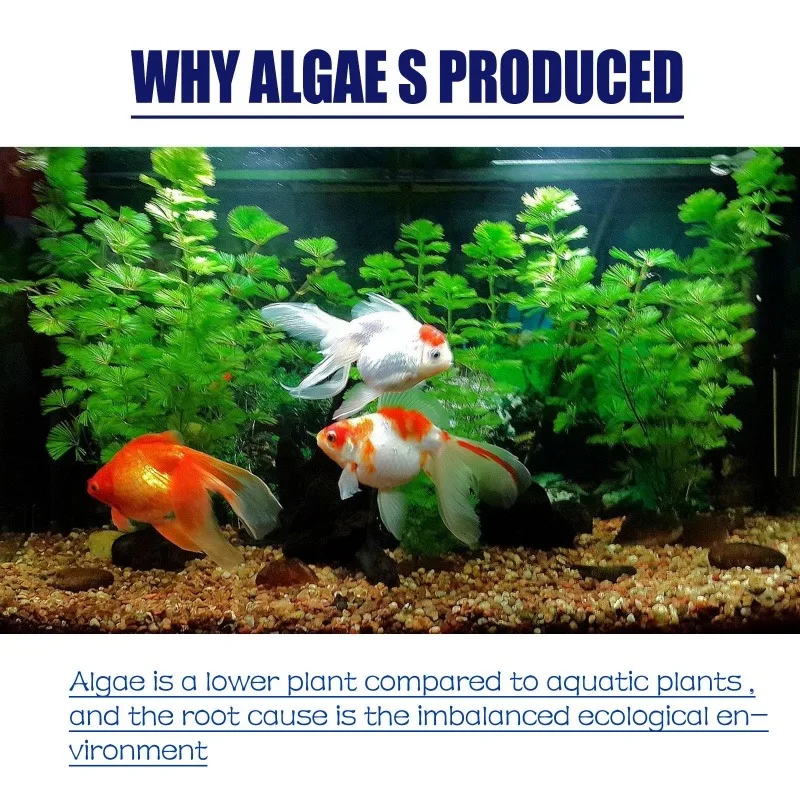 50g高効率藻類駆除剤、水槽・池の藻類・苔の抑制、緑水減少、 - Aquaponics Fish Tank のレビューと価格