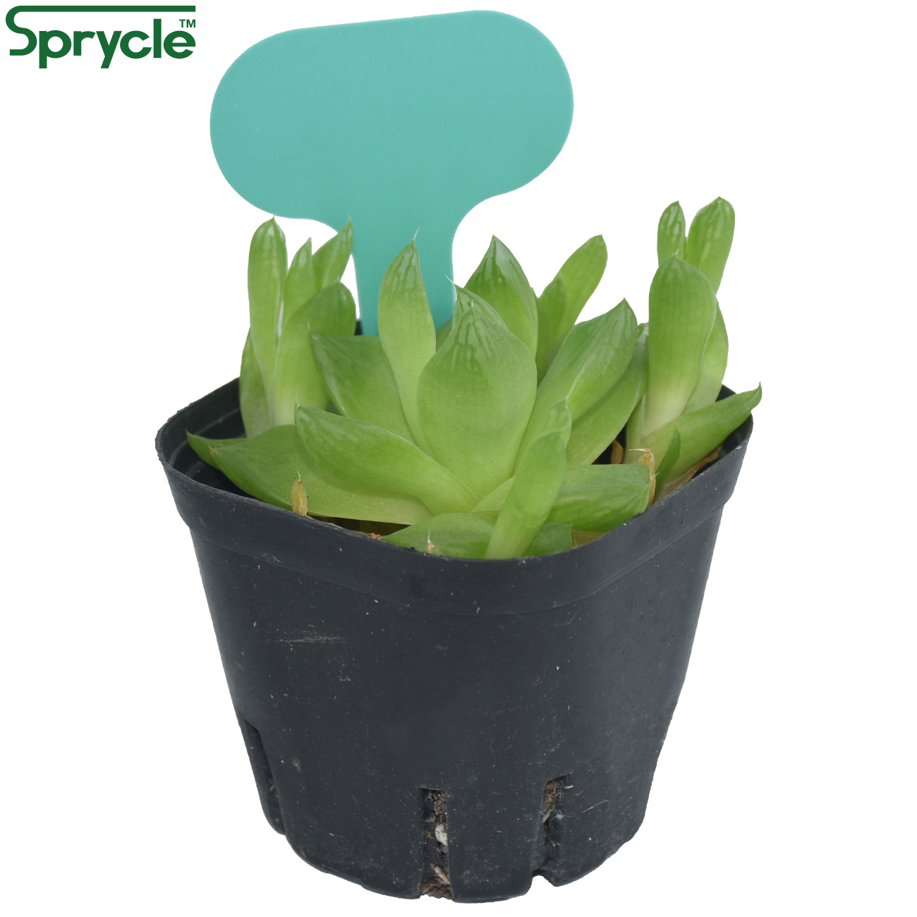 Sprycle 50個50*70ミリメートルカラフルな工場マ - Plant Label Tags のレビューと価格