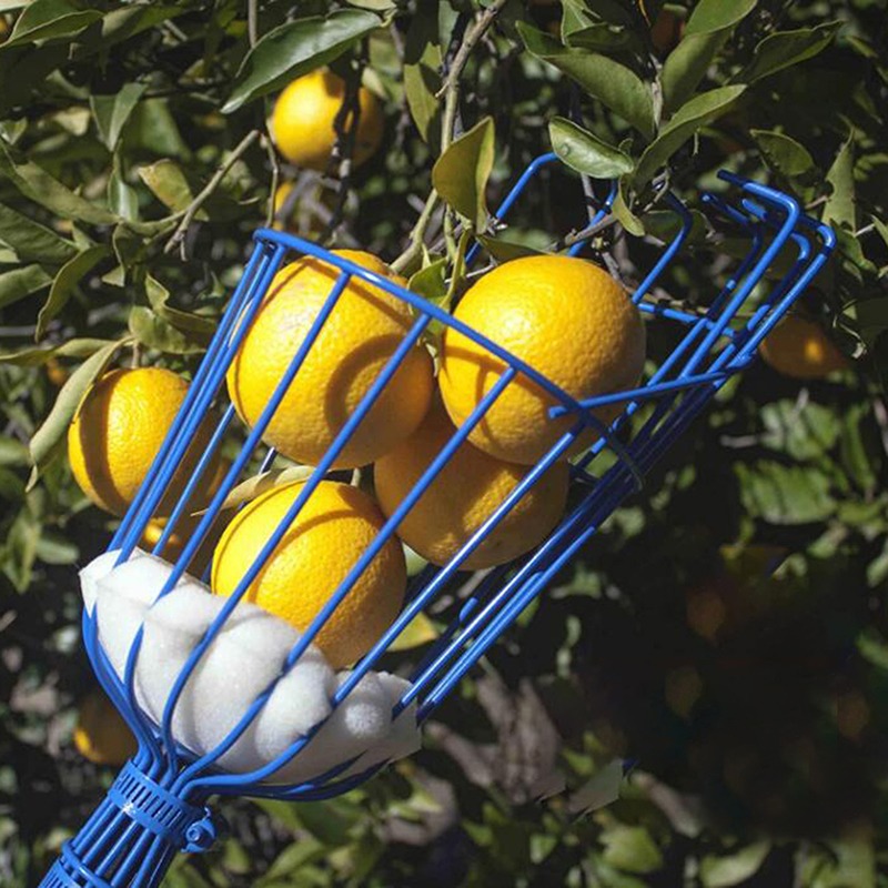 ディープバスケットフルーツピッカーヘッドポータブル空中収穫器 - Gardening Tools Basket のレビューと価格