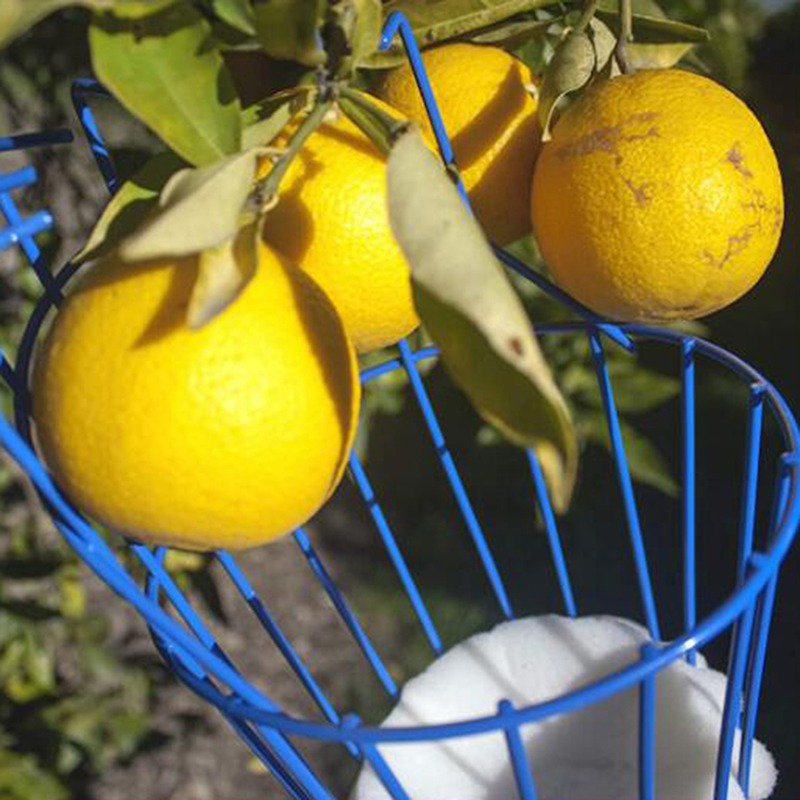 ディープバスケットフルーツピッカーヘッドポータブル空中収穫器 - Gardening Tools Basket のレビューと価格
