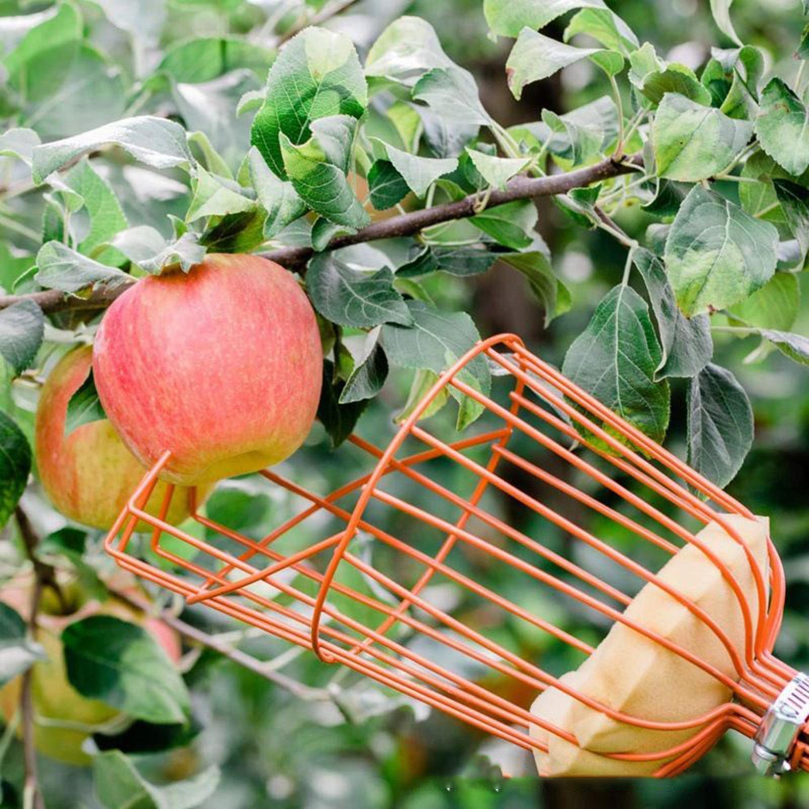 フルーツピッカー、伸縮ハンドル付き深型バスケット、便利なフル - Gardening Tools Basket のレビューと価格
